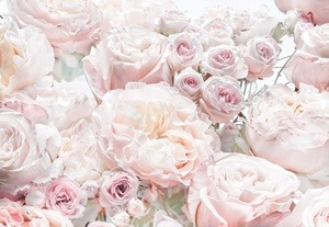 Fototapeet Komar Spring Roses 8-976, 3680 mm x 2540 mm
